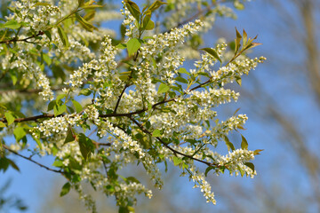 Blüten der Gewöhnlichen Traubenkirsche