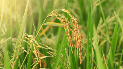 Grains of rice enter the harvest season. Superior rice types to produce quality rice with a short planting period
