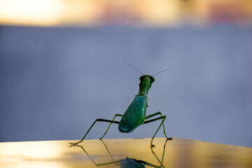 green grasshopper 