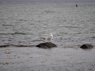 Möwe auf Stein