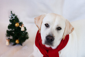 Labrador wearing a red scarf. Christmas theme.