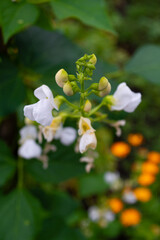 white bean flowers in the garden