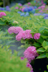 The hydrangea garden in rainy season, the girl strolls happily in the garden