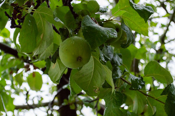green apples on a branch