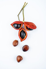 Fresh apple fruit on white background