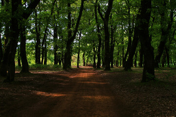 Fototapeta premium path in the forest