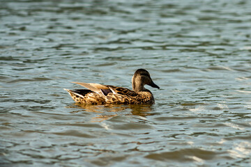Gray duck on the river on a sunny day.