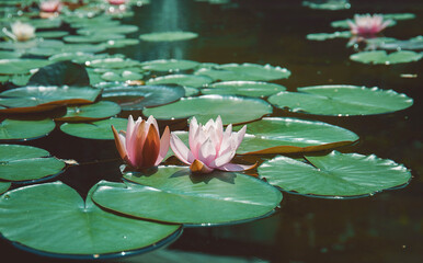Water lily nymphaea on the pond