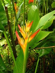 exotic tropical flower