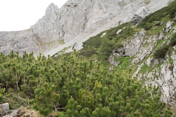 latschen oder bergkiefer