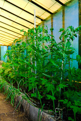 Tomatoes plants growing in greenhouse. Growing vegetables.