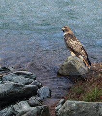 Hawk
