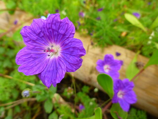 Obraz premium purple flower in the garden