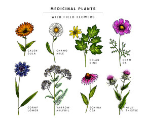 Hand drawn wild hay flowers. Medical herbs and plants. Colored Calendula, Chamomile, Cornflower, Celandine, Cosmos, Yarrow, Thistle, Echinacea. Engraved Cosmetic essential oil package herbal medicine. - obrazy, fototapety, plakaty