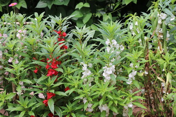 Fototapeta na wymiar Plant with red and white flowers on small backyard garden