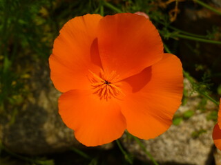Fototapeta premium Orange Poppy like flower 