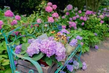 The hydrangea garden in rainy season, the girl strolls happily in the garden