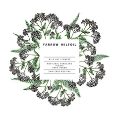 Hand drawn wild hay flowers. Yarrow milfoil weed. Medical herb. Colored engraved art. Round wreath composition. For cosmetics, medicine, treating, aromatherapy, nursing, package design health care. © logaryphmic