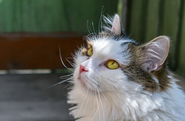 Portrait of a domestic white cat with big eyes, close up