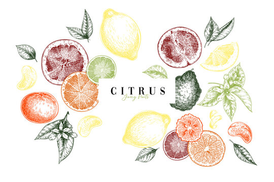 Hand drawn exotic citrus fruits. Vector orange, lemon, grapefruit, mandarine, tangerine, lime, bergamot, whole and sliced with leaf and blossom. Engraved illustration. Menu, package, cosmetic, design.