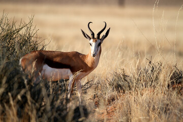 Male Springbok in the bush, Namibia, Africa