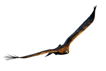 Adult golden eagle, aquila chrysaetos, flying forward from front view isolated on white background. Wild bird bird of prey approaching with spread wings cut out on blank.