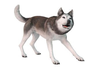 3D Rendering Siberian Husky on White