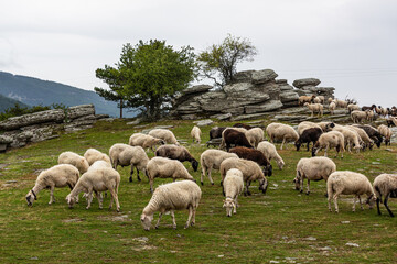 Obraz premium sheep and goat pastures