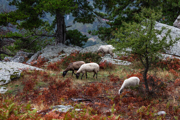 Fototapeta premium Cloudy views in mountains in Thassos island