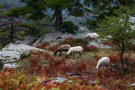 Cloudy views in mountains in Thassos island