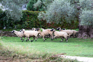 sheep and goat pastures