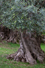 old olive trees in greece