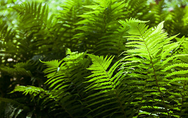 Fern in the forest, illuminated by the sun