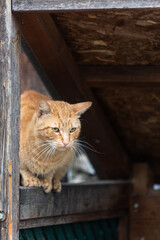 Cats on the street in greece