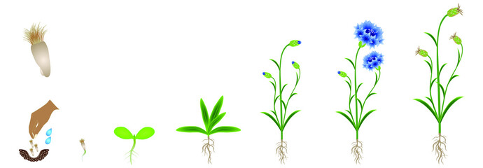 Cycle of growth of a blue cornflower isolated on a white background.