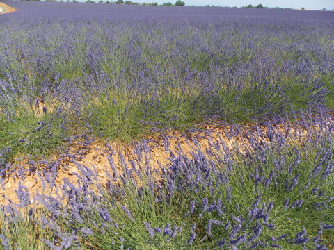 lavande