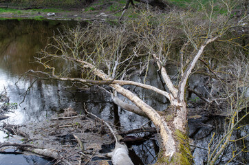 A very old tree lying in a river.