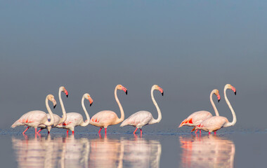 Fototapeta na wymiar Wild african birds. Group birds of pink african flamingos walking around the blue lagoon