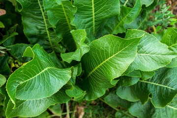 Horseradish leaves Armoracia rusticana cultured plant popular in Russia leaves and roots are used in cooking and medicine.