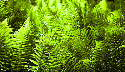 Fern in the forest, illuminated by the sun