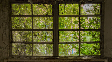 Altes Fenster verwachsen
