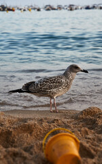 Verano en la localidad catalana de LLafranc, en la Costa Brava de España.