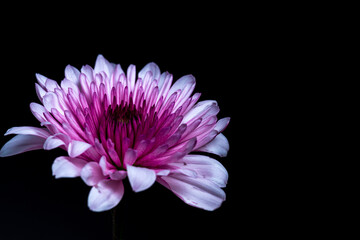 Pink Chrysanthemum 