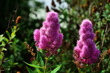 Polne kwiaty © Krzysztof