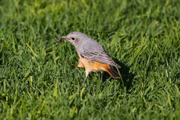 Short-toed Rock-thrush with bug in it's beak on the grass, Namibia, Africa