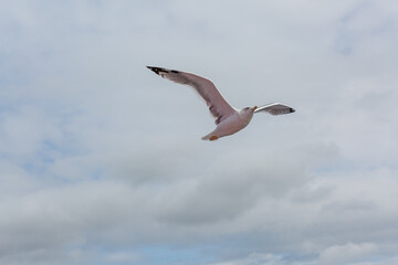 seabirds in flight
