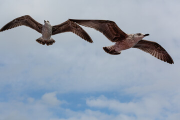 seabirds in flight
