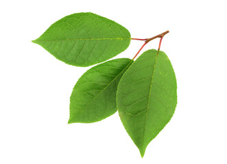 Obraz premium Bird cherry (prunus padus) fresh branch with three leaves. Isolated on white background.