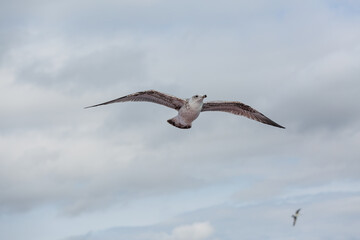 seabirds in flight