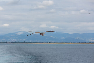 Fototapeta na wymiar seabirds in flight